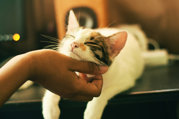 甘える猫